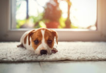 Tips on renting your property to pet owners