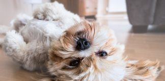 allowing pets in your rental property