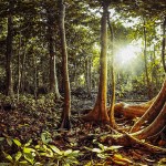Mangrove trees in a peat swamp forest. Tha Pom canal area, Krabi province, Thailand.Thailand-Property.com