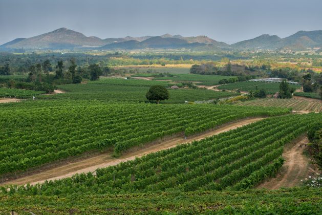 Hua Hin Hills vineyards, Thailand