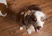 Rumah Bersih dan Wangi Meski Memiliki Peliharaan