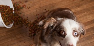 Rumah Bersih dan Wangi Meski Memiliki Peliharaan