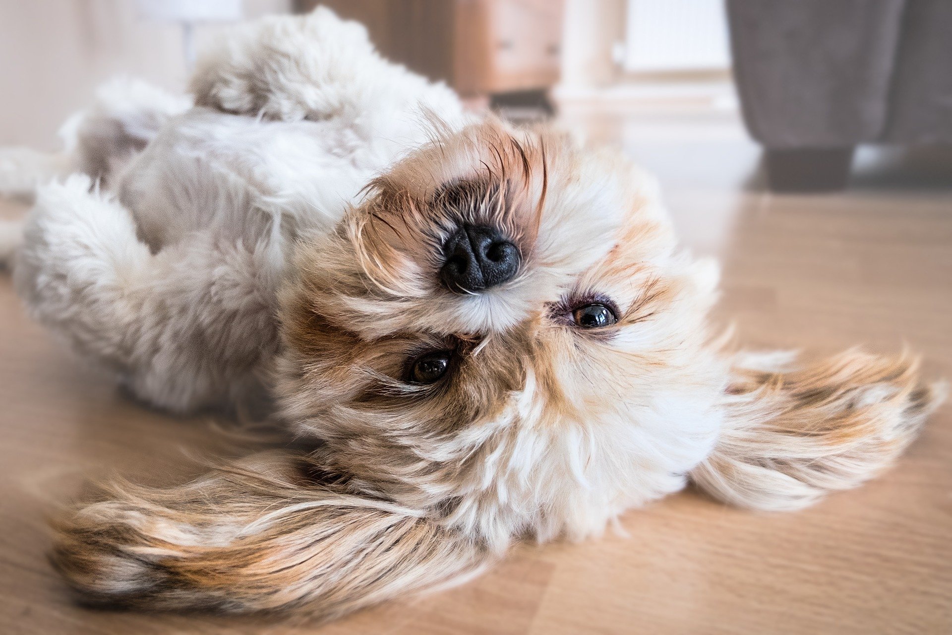 Is allowing pets in your rental property a good idea? Dot Property