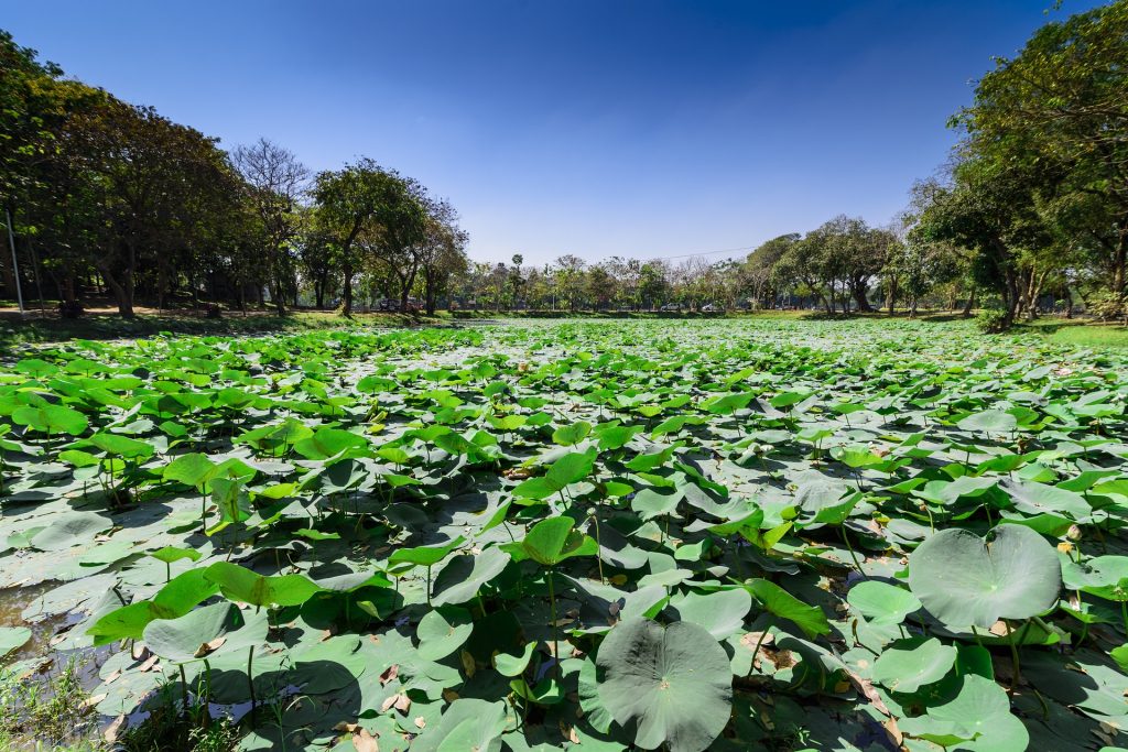 Bogyoke Park
