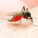 All you need to know about Zika