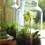 สวนสวยกะทัดรัดในบ้าน