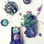 สวนสวยกะทัดรัดในบ้าน