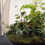 สวนสวยกะทัดรัดในบ้าน