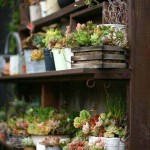 สวนสวยกะทัดรัดในบ้าน