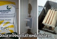 วิธีกำจัดปลวก,วิธีกําจัดปลวกในบ้าน,วิธีกําจัดปลวกด้วยตัวเอง